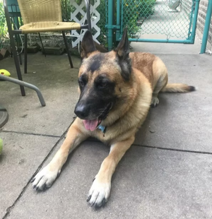 Animals On CBD: Fred (Anna Zajler's Dog)