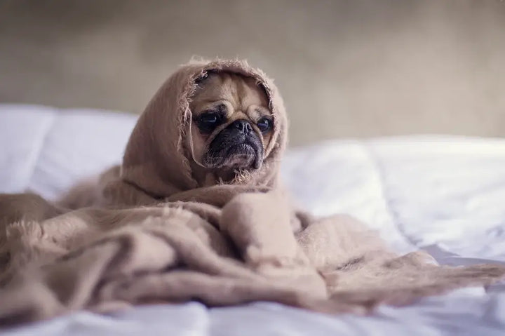 What is CBD for Pets?