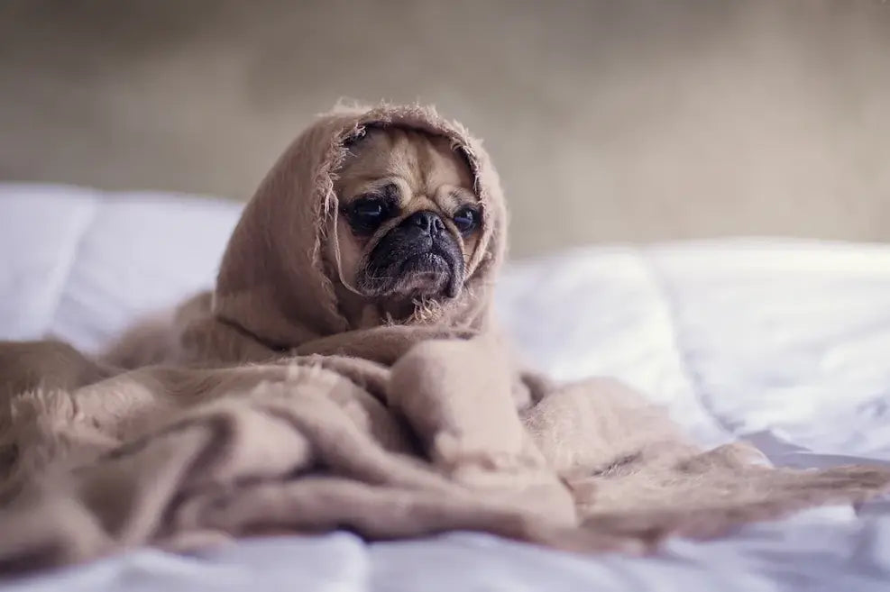 What is CBD for Pets?