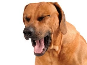 What is kennel cough in dogs?