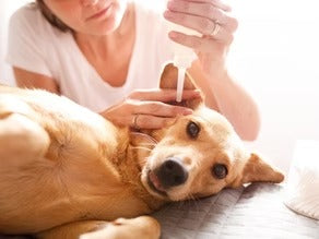 Ear Infections And Your Pooch With Dr. Laura Brown