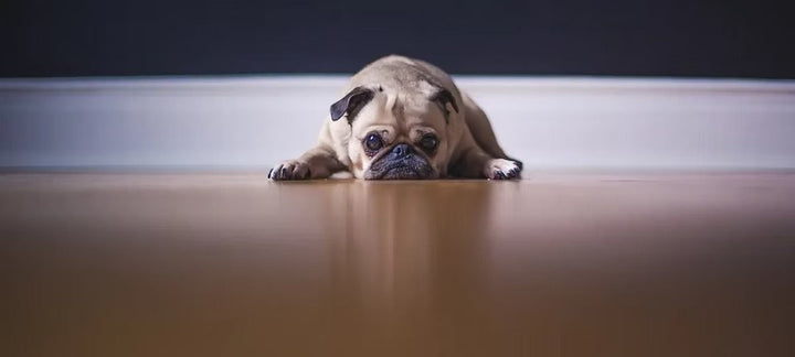 Bark & Wag CBD for Pets