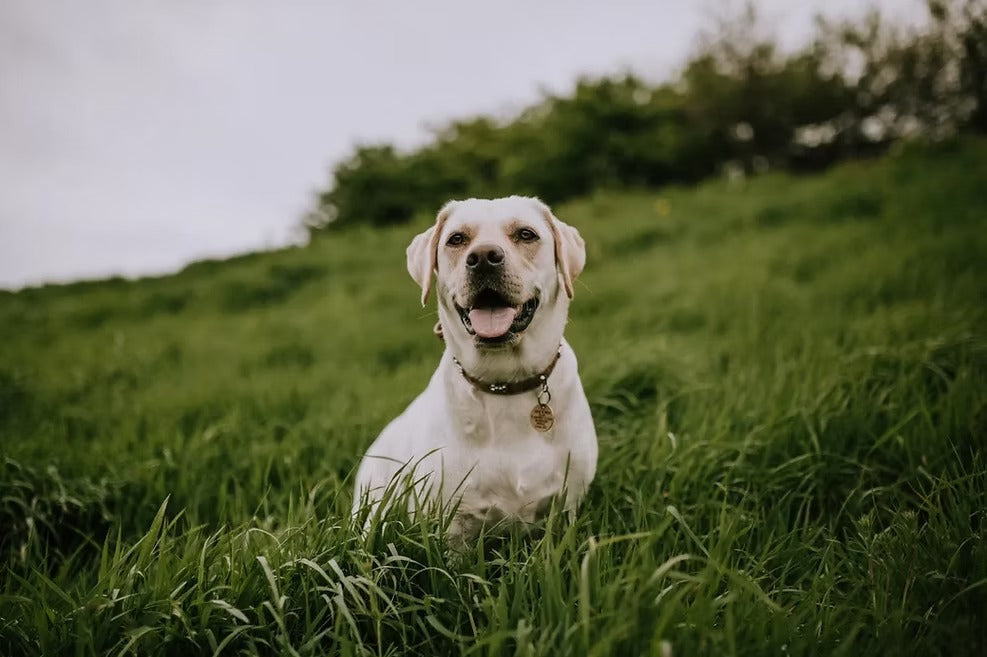 How CBD Has Helped Pets Overcome Anxiety, Physical Issues and More