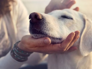 Cindy Myers, Animal Intuitive, discusses a few clients that were out of the ordinary