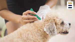 Dr. Laura Brown Discusses Ticks and How to Protect Your Dog