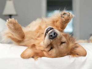 Cindy Myers, Animal Intuitive, Discusses Her June and July Webinars