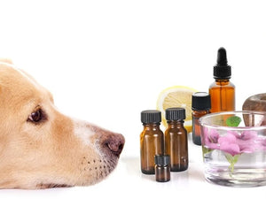 Cristi Eckert, Owner of Natural Pet Wellness Essential Oils For Your Pet