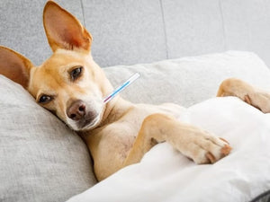 Canine Influenza and the new vaccination for your pet with Dr. Armstrong