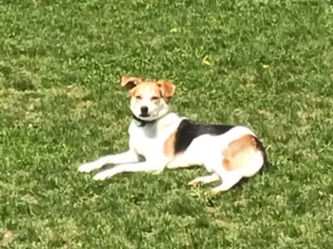 Animals On CBD: Dixie