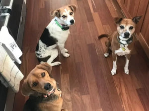 Animals On CBD: Thunderstorms are no match for us!