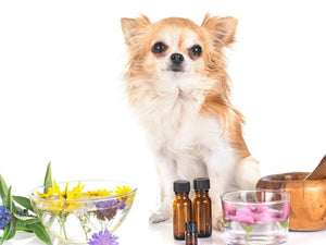 Cristi Eckert, owner of Natural Pet Wellness, discusses Essential Oils