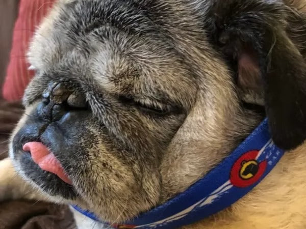 Animals On CBD: Chuck The Pug