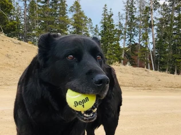 Animals On CBD: Eden