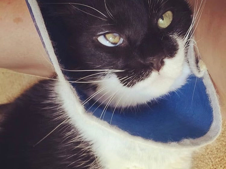 Animals On CBD: Vartan