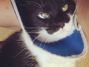 Animals On CBD: Vartan