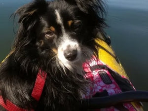 Animals On CBD: Micah