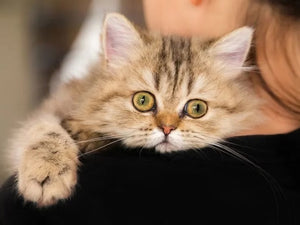 Why are your pets taken to the back room during a routine visit with Dr. Millie Armstrong