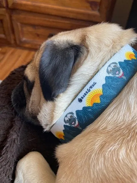 Sun Pug Dog Collar image 3