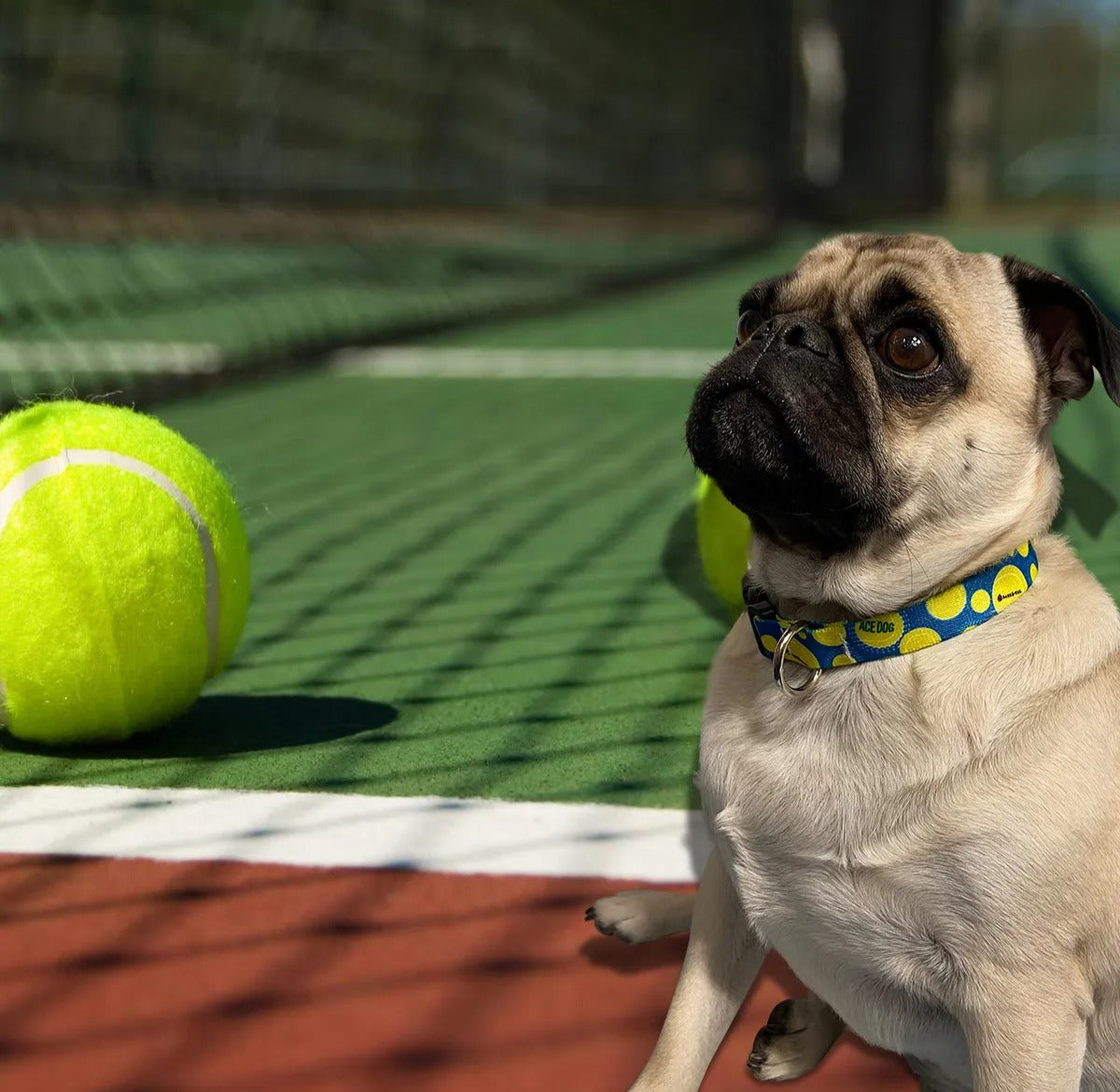 Ace Dog Blue Tennis Collar image 3