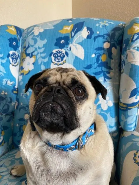 Chuck the Pug Blue Collar image 2