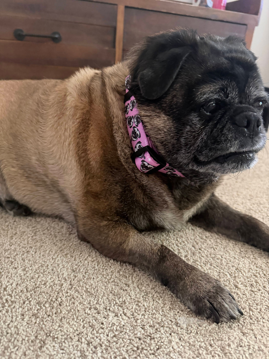 Chuck the Pug Pink Collar