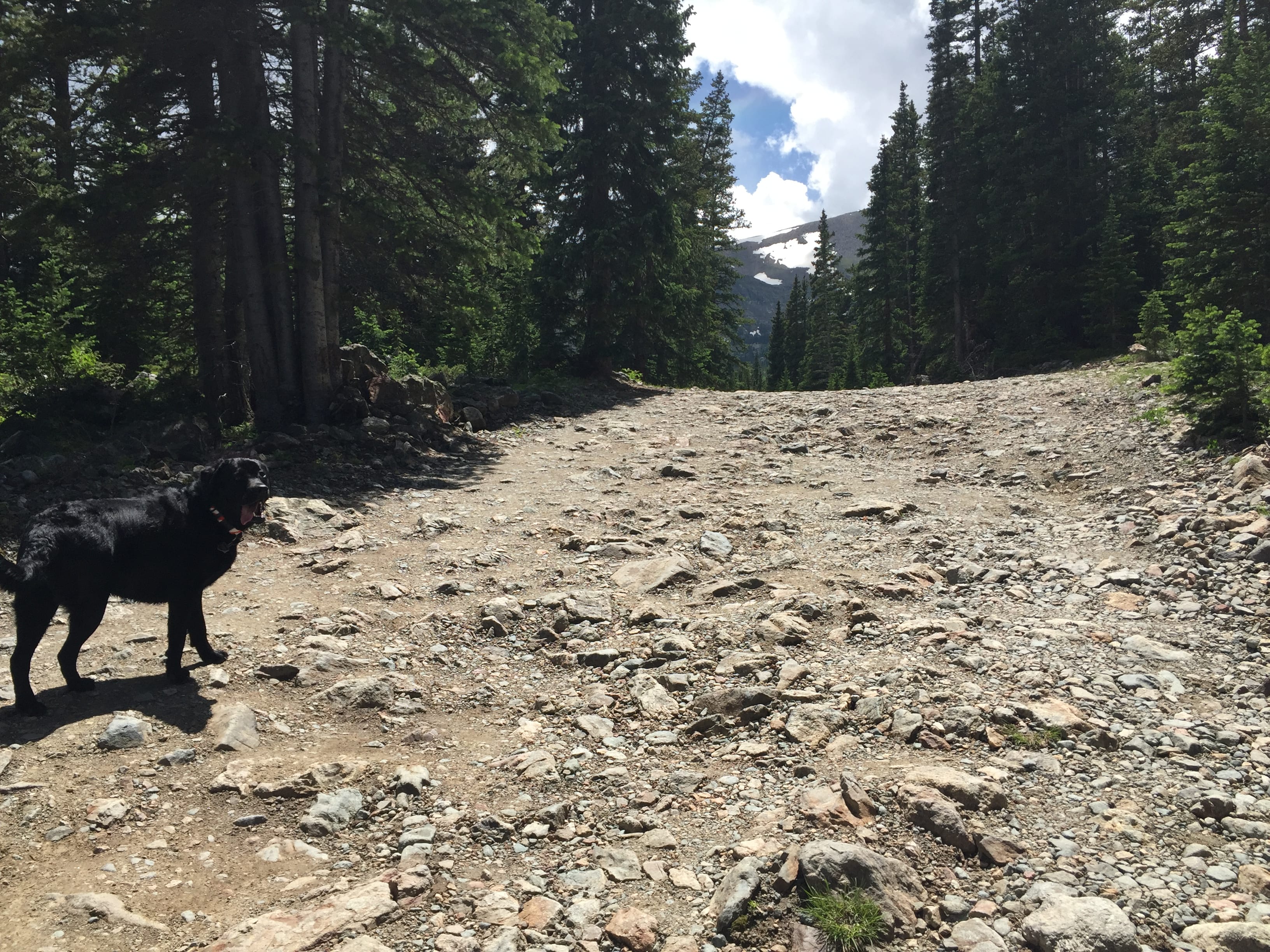 Modern Mountain Blue Dog Leash