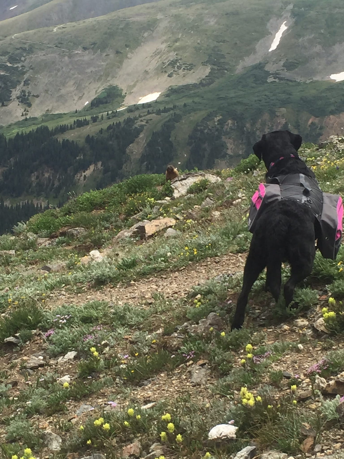Modern Mountain Pink Dog Leash