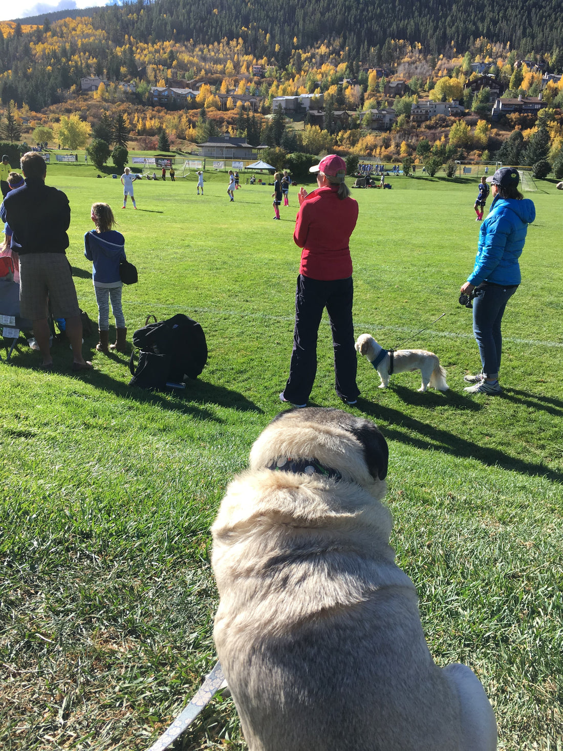 Goal Dog Blue Soccer Collar