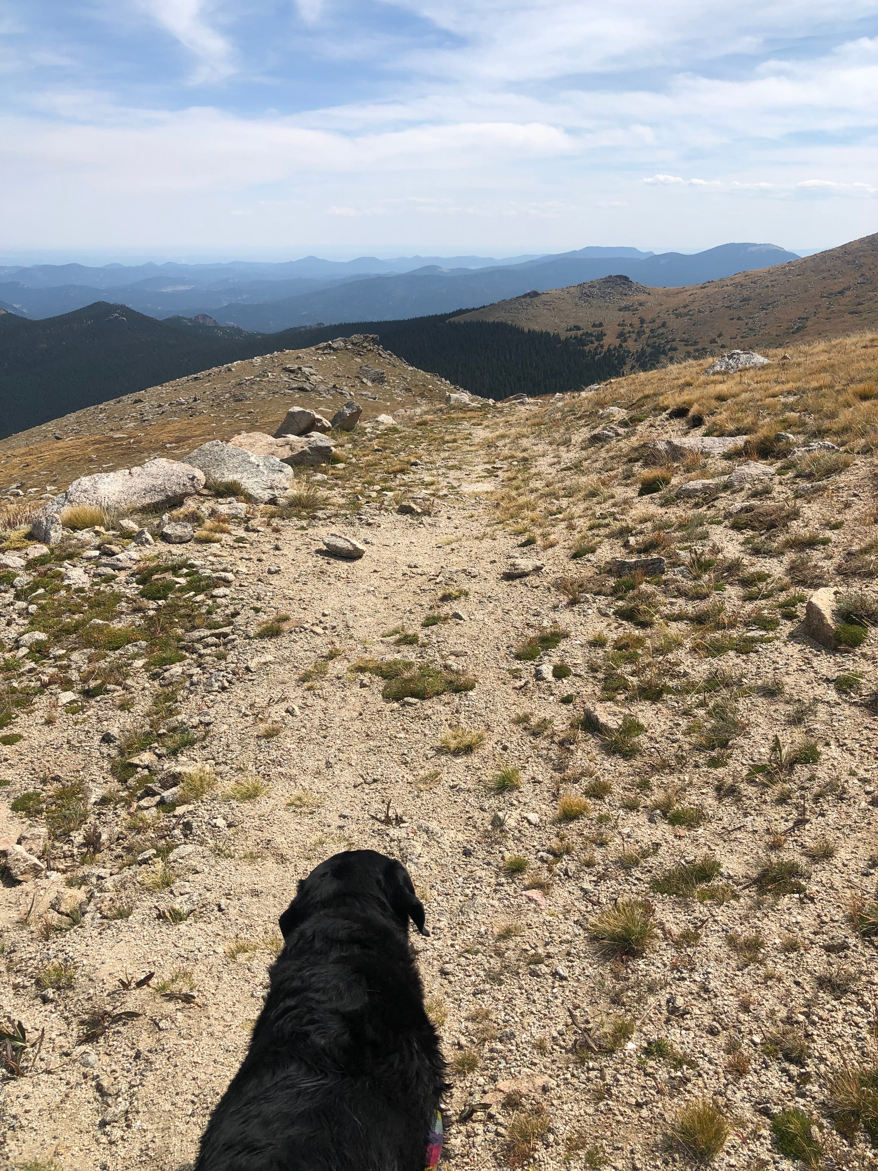Hiking Hound Dog Leash