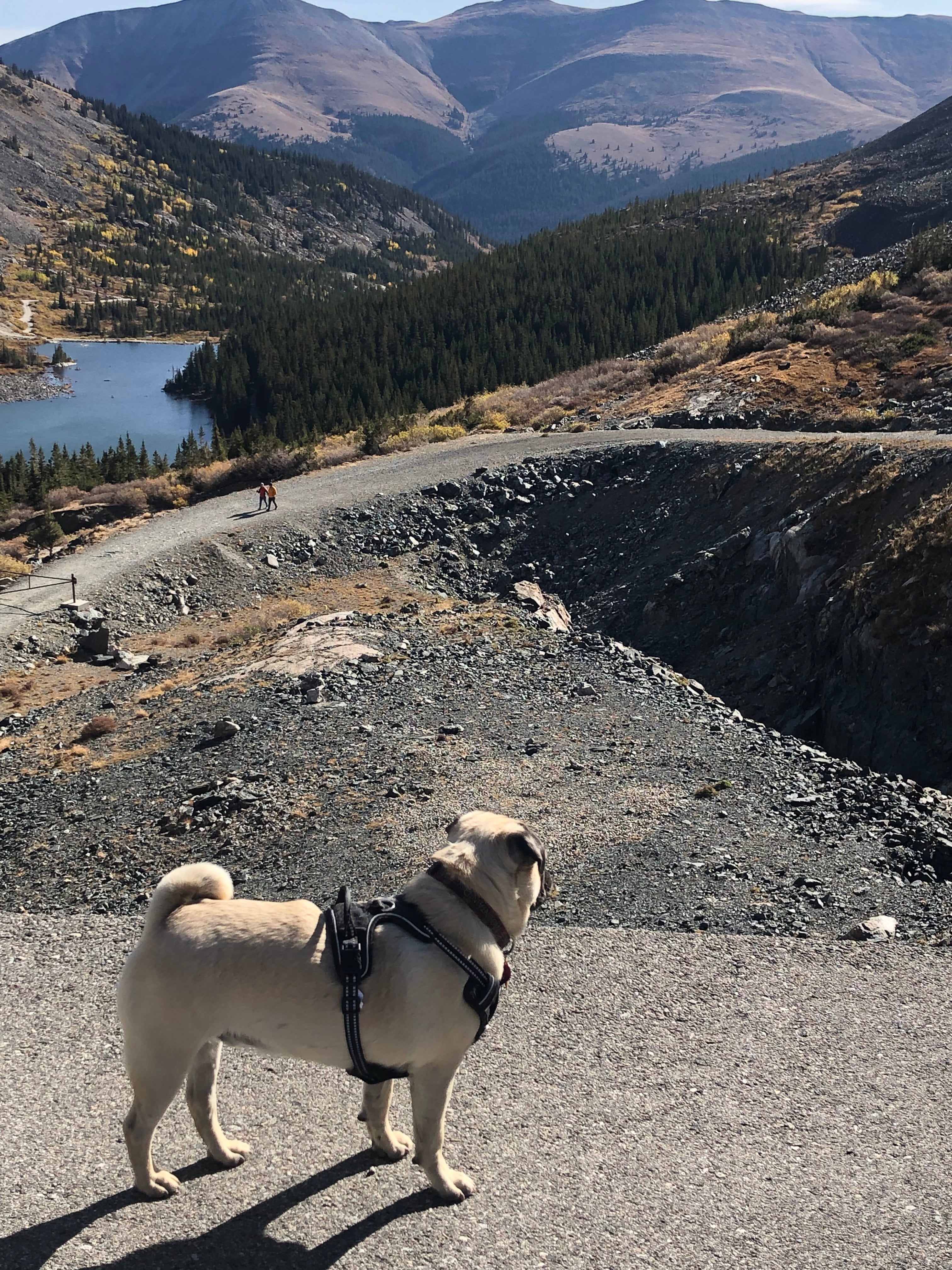 Hiking Hound Dog Leash