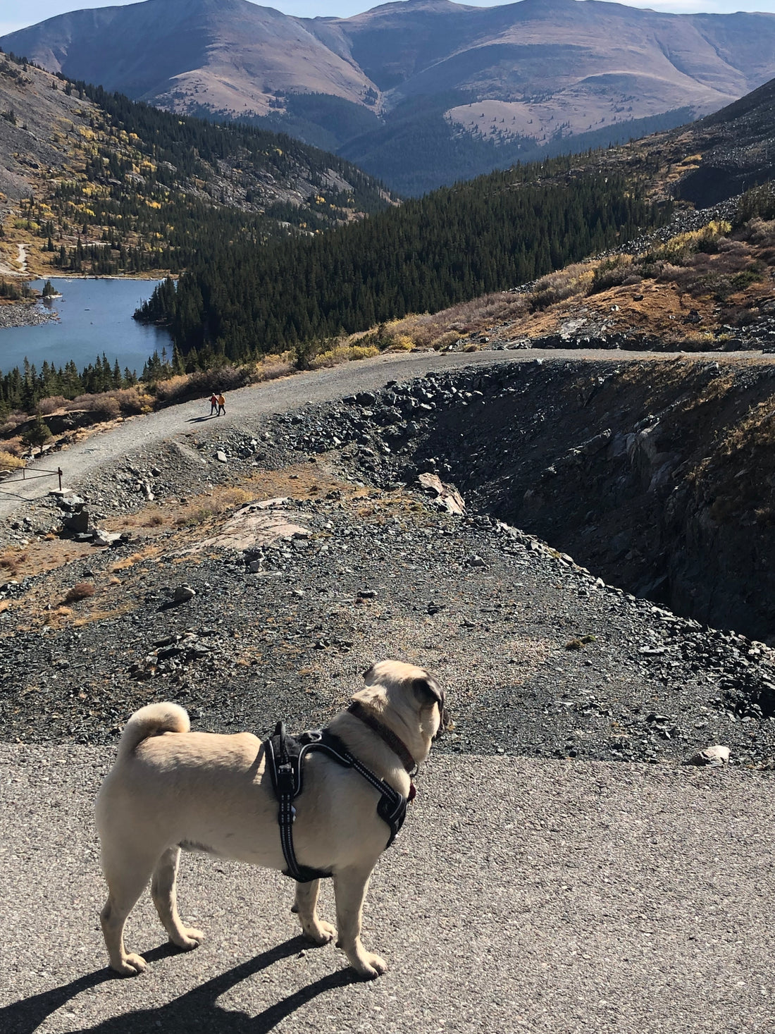 Hiking Hound Dog Leash