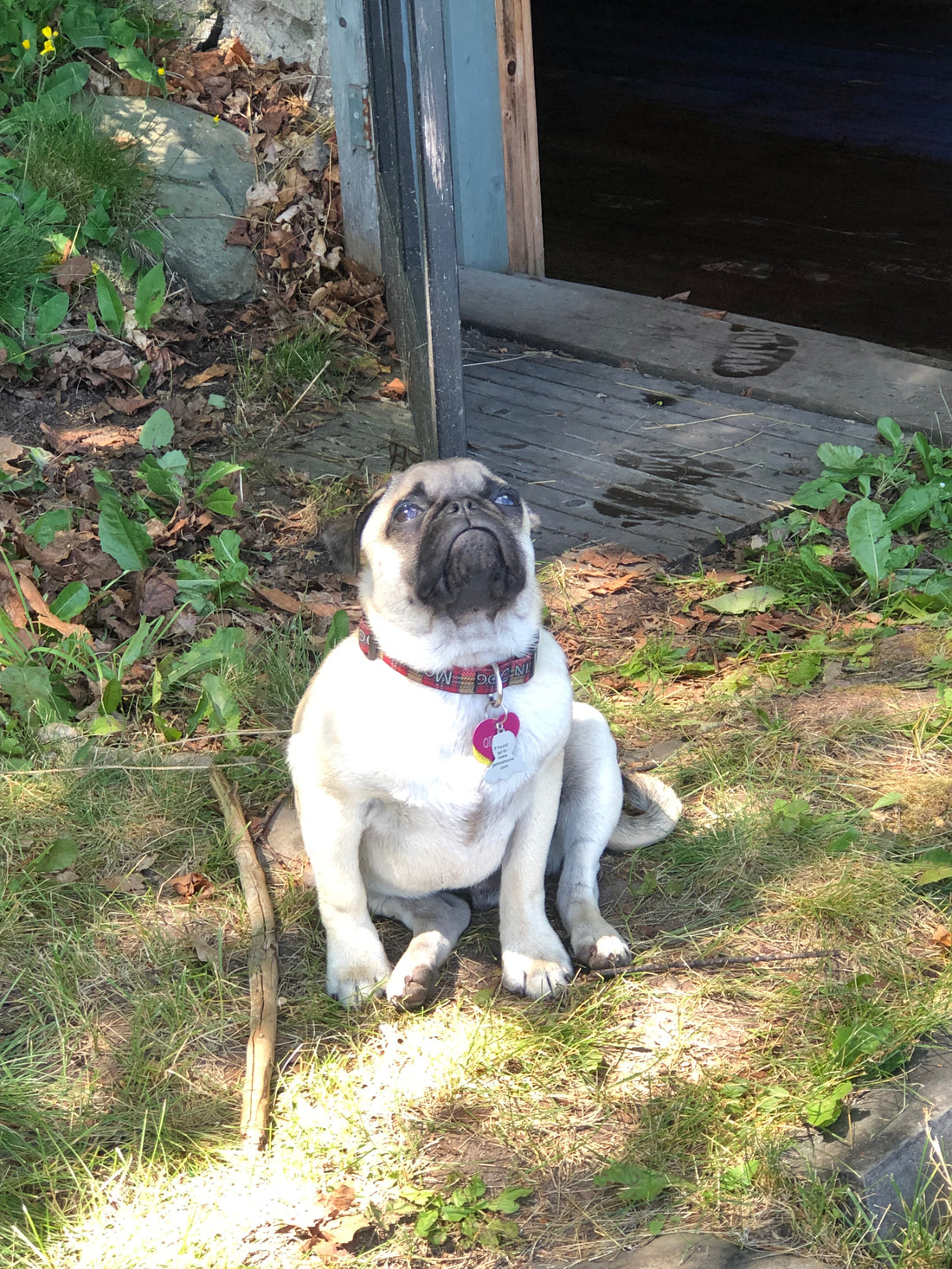 Chuck the Pug Mountain Dog Leash