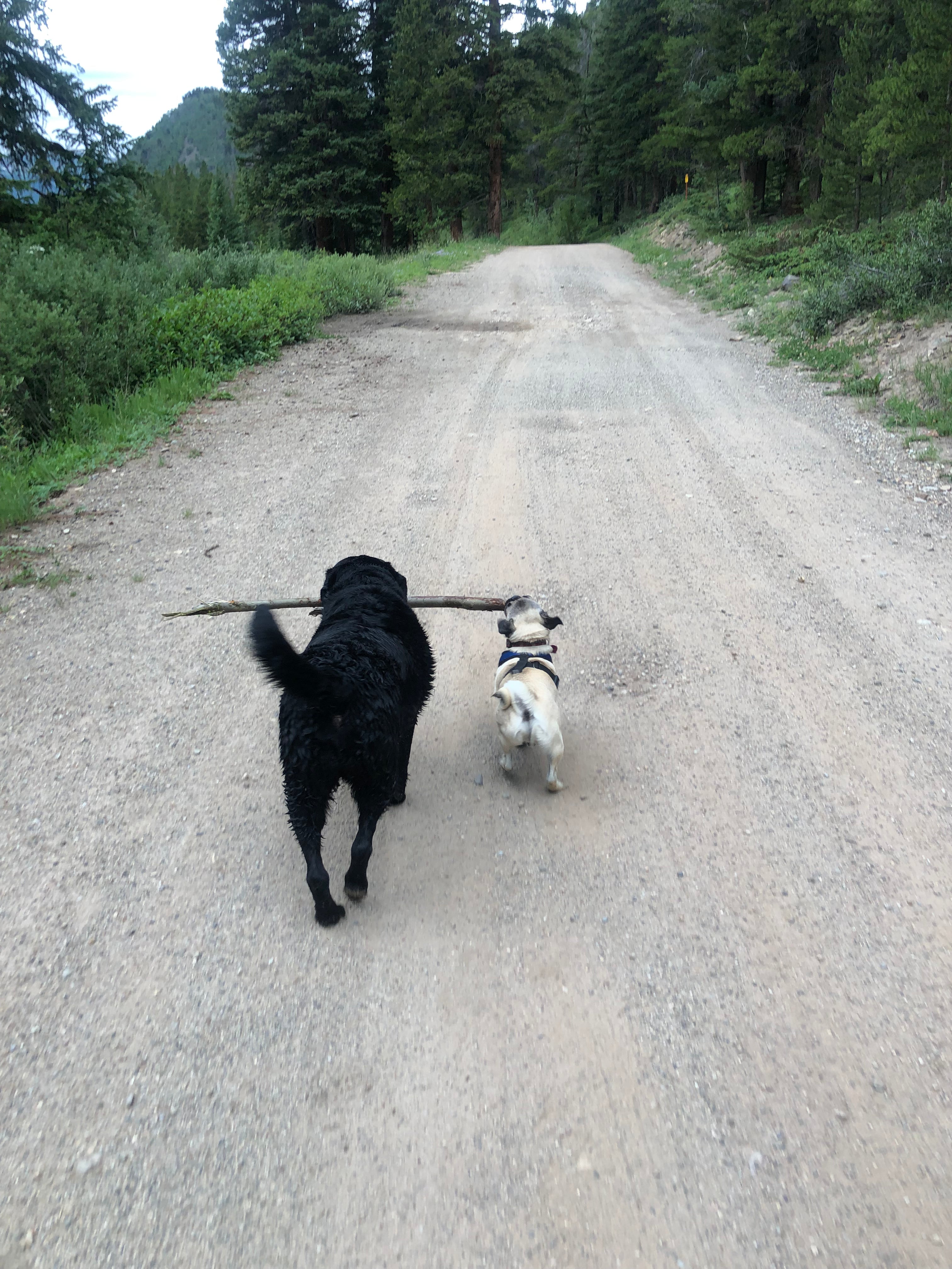 Mountain Dog Bear & Moose Collar