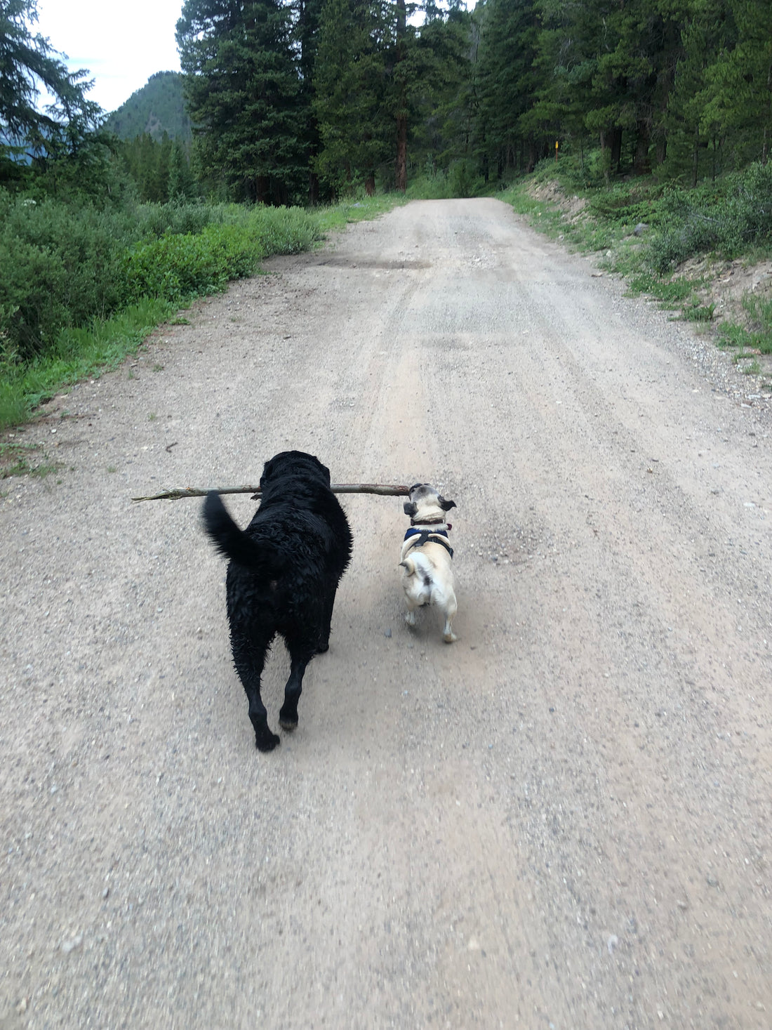 Mountain Dog Bear & Moose Collar