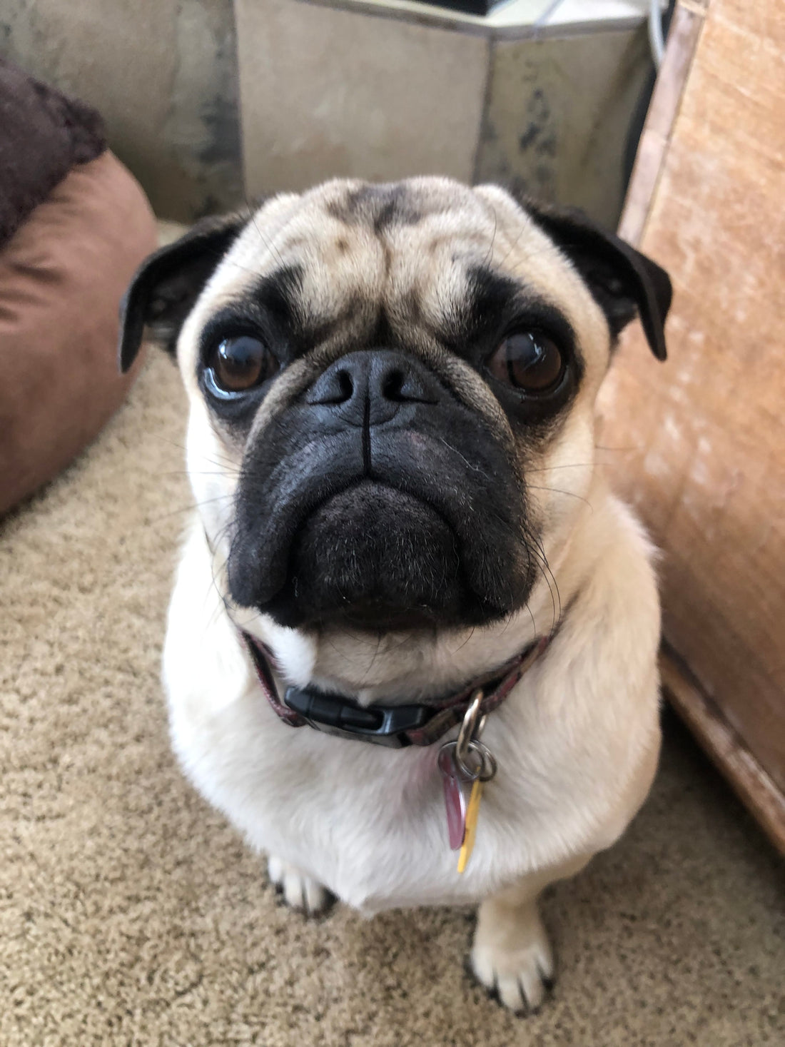 Chuck the Pug Mountain Dog Leash