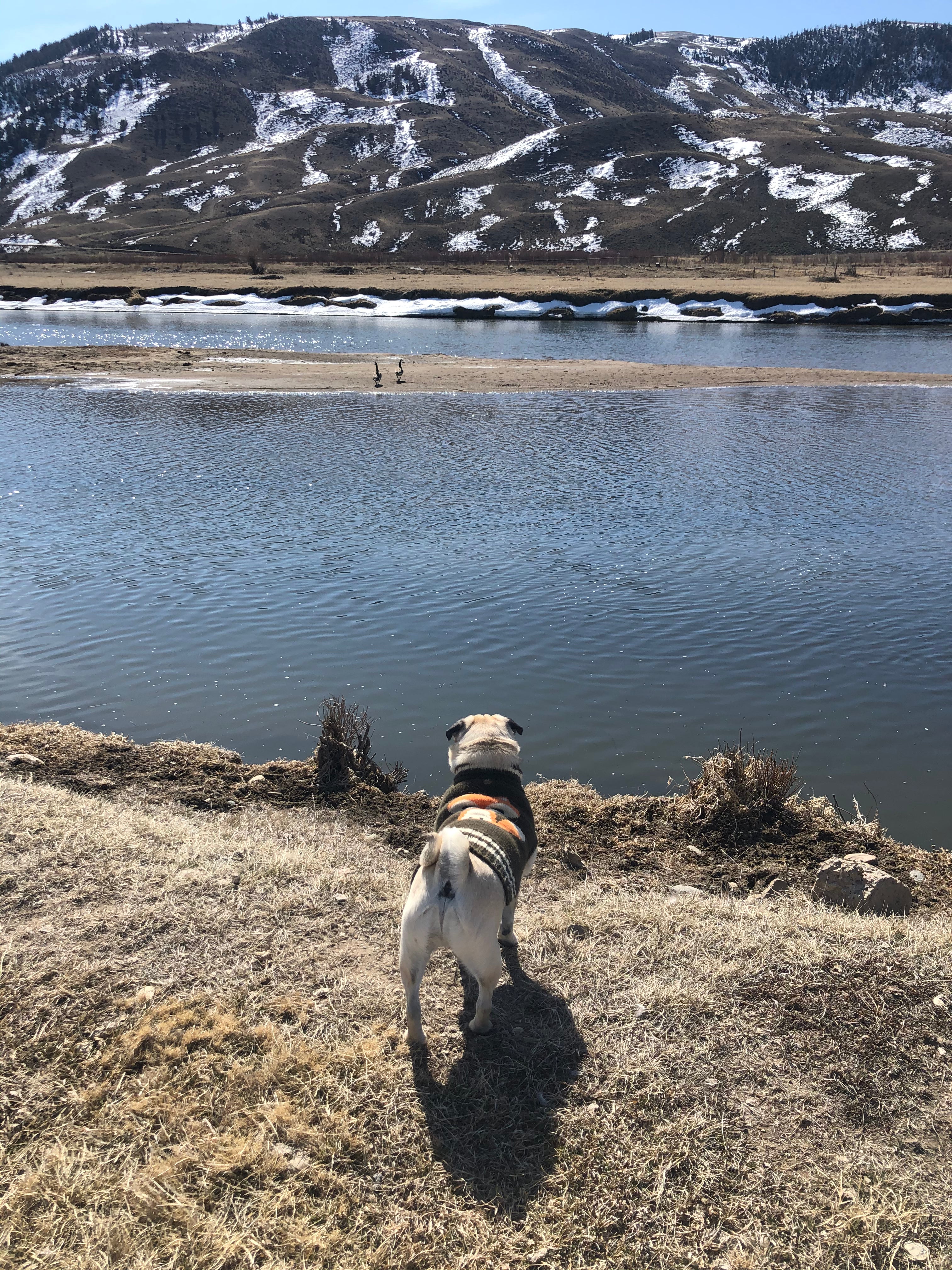Colorado Flag Leash
