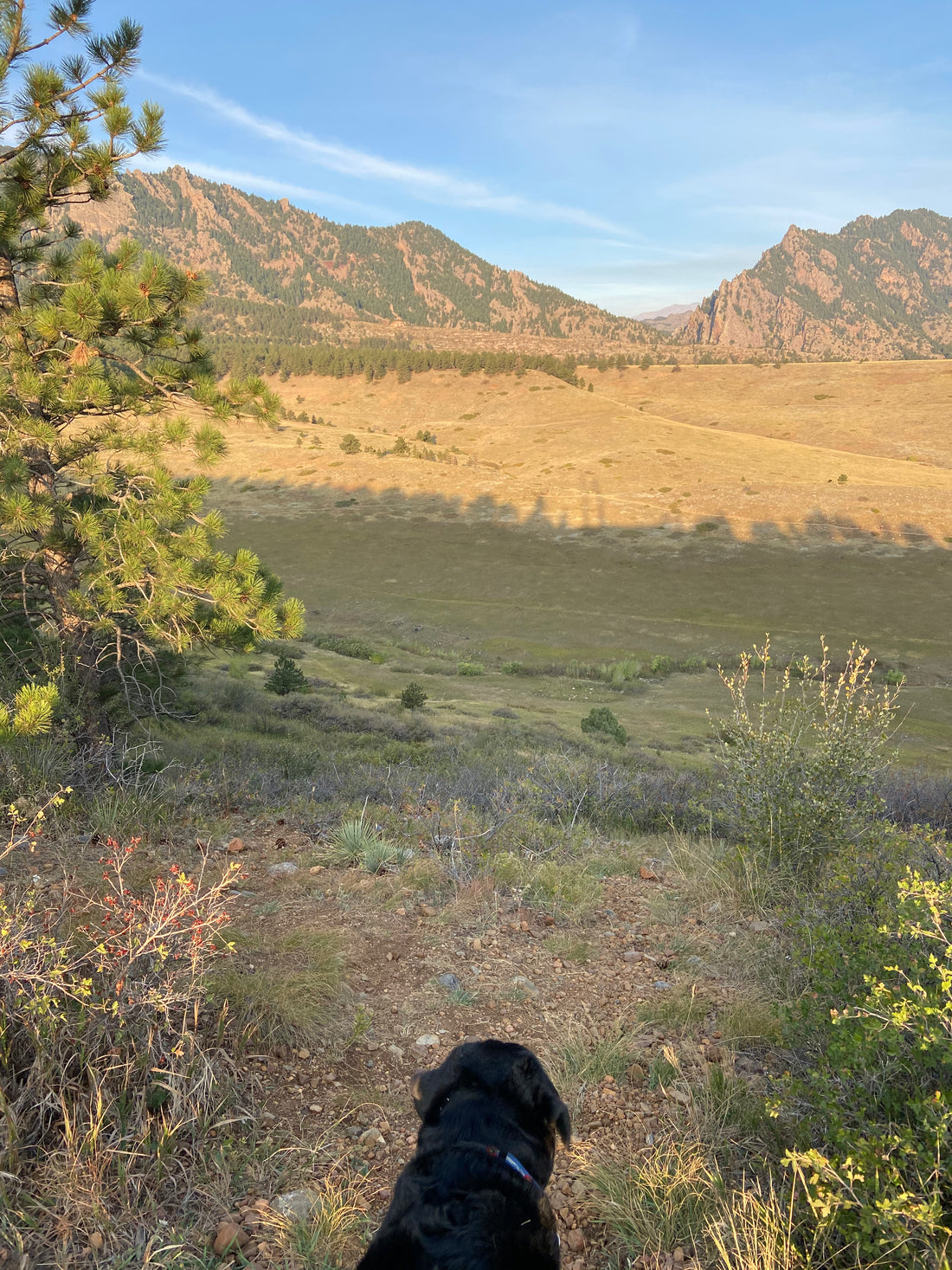 Mountain Dog Bear & Moose Leash