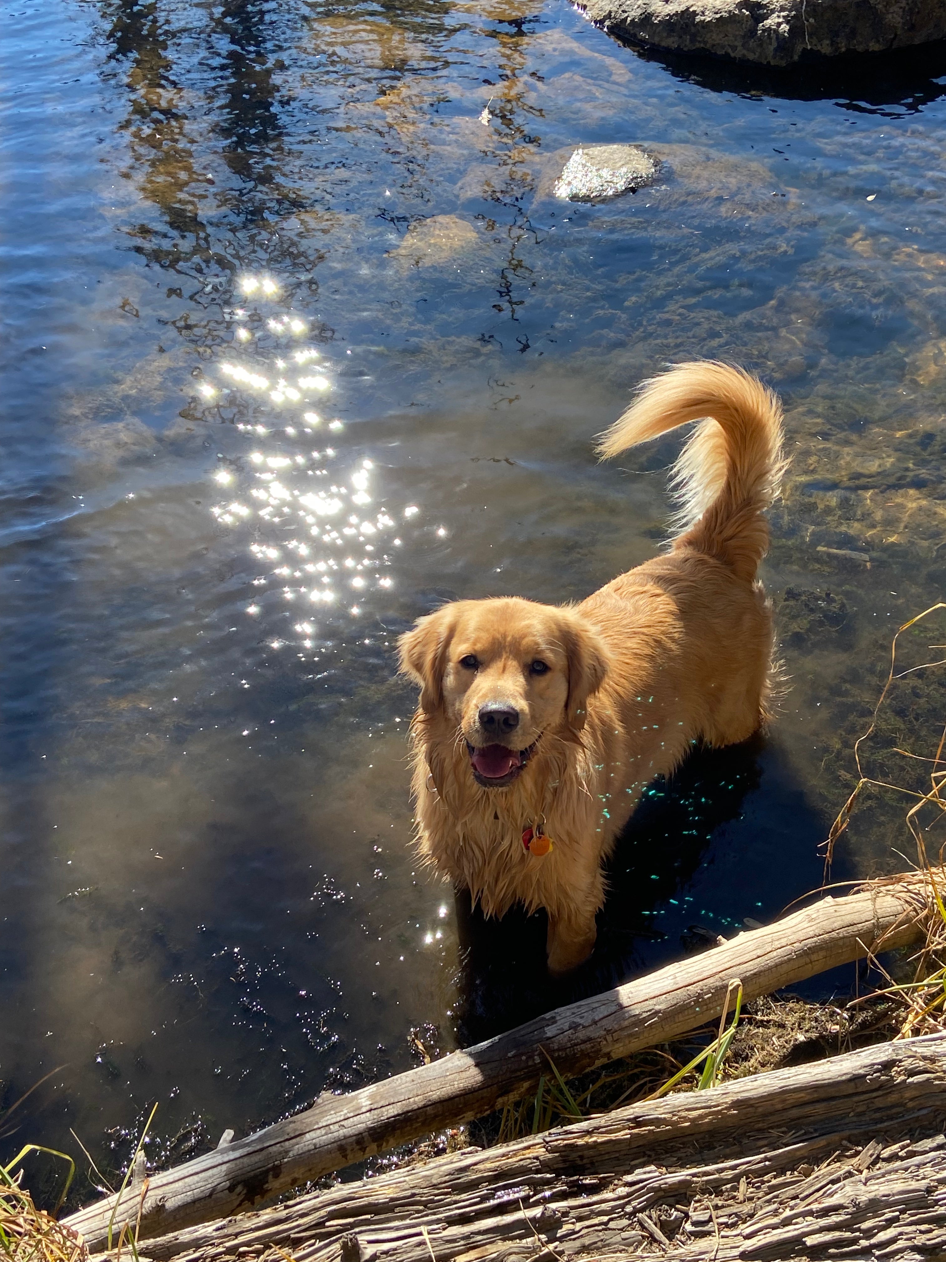 Mountain Dog Blue Collar