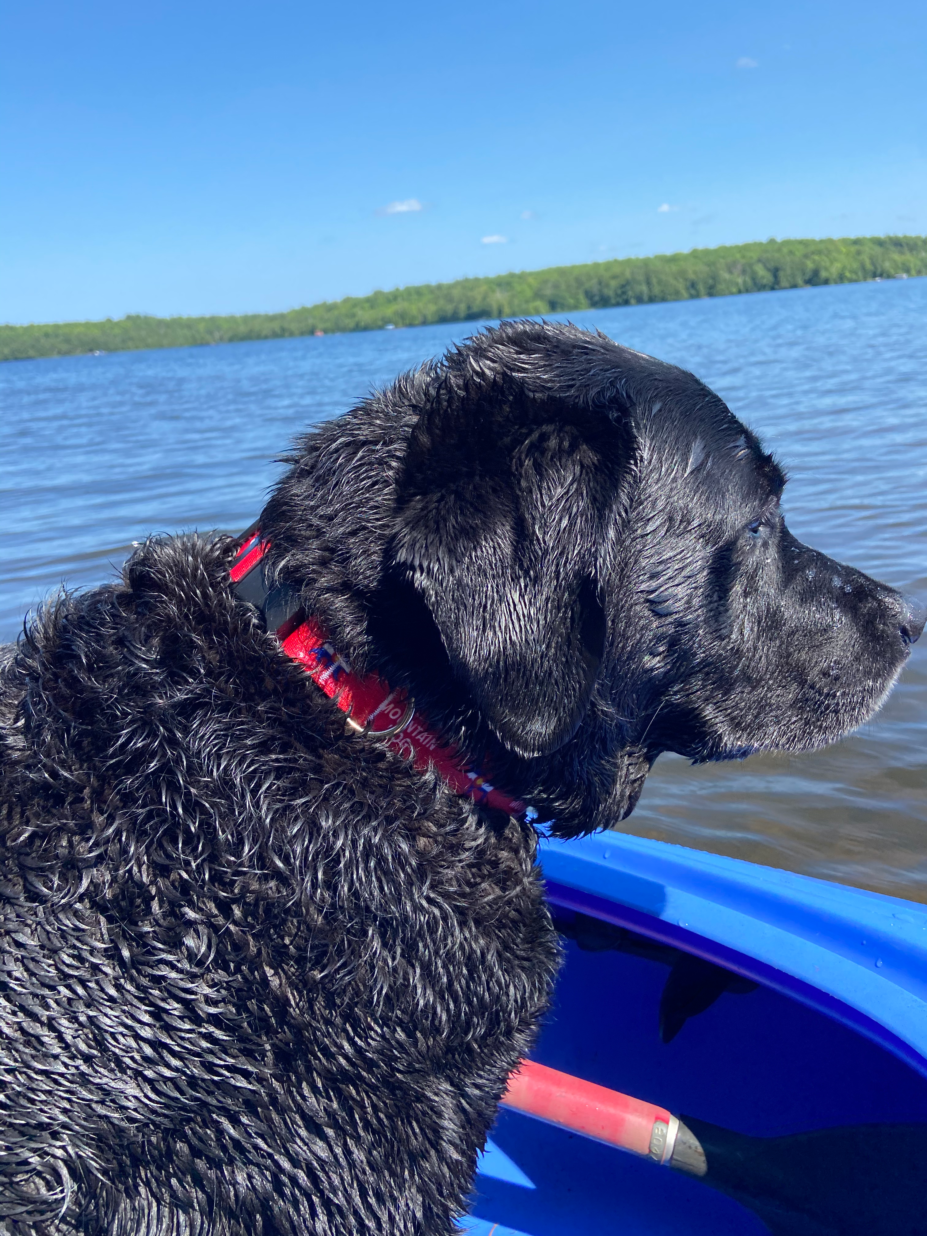 Colorado Mountain Dog Bear & Moose Collar image 1