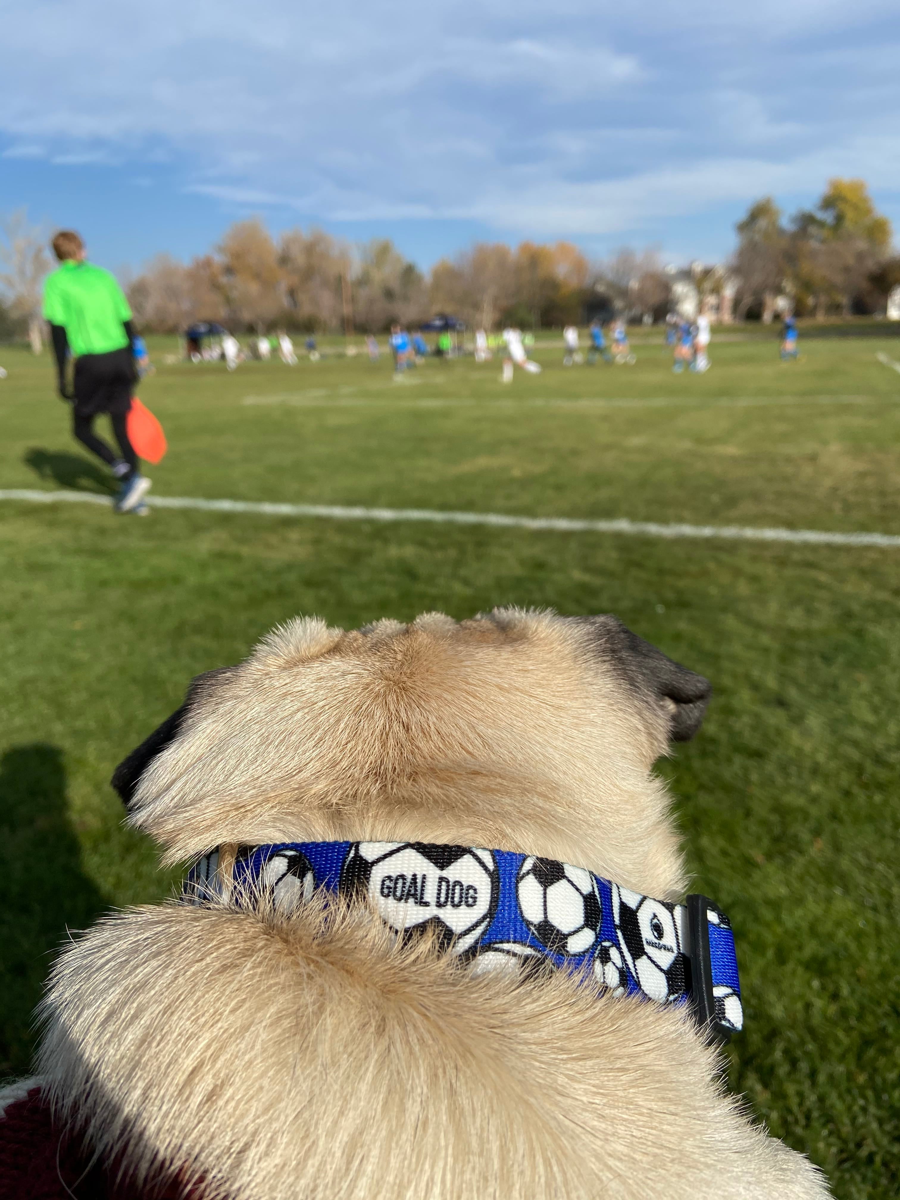 Goal Dog Blue Soccer Collar