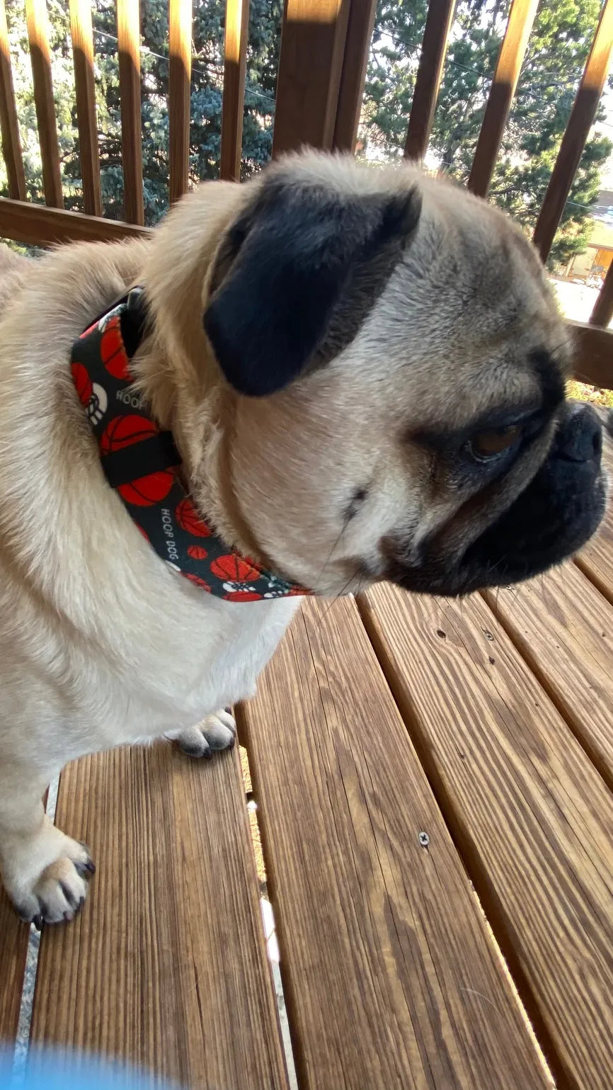 Hoop Dog Basketball Collar image 2
