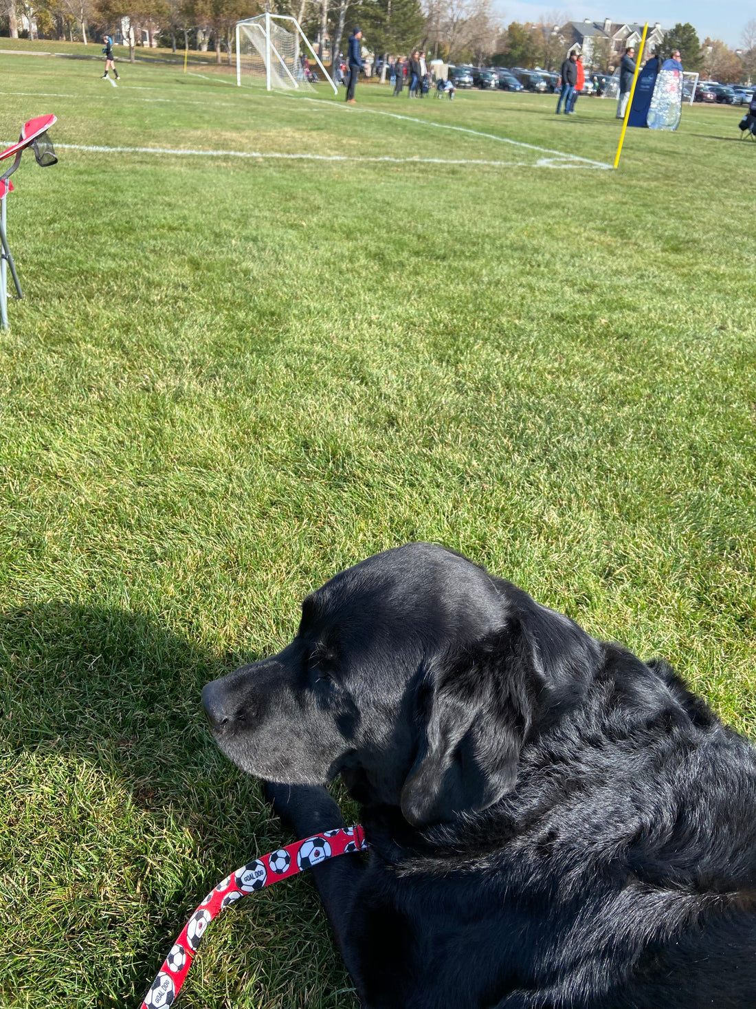 Goal Dog Red Soccer Leash