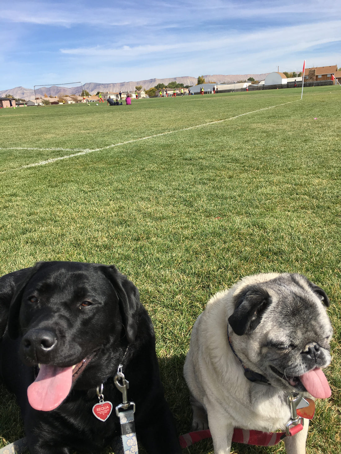 Goal Dog Red Soccer Collar