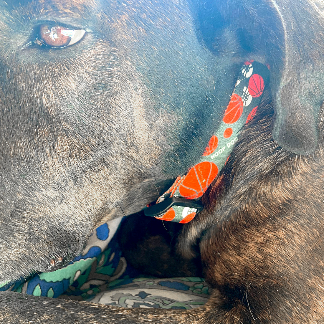Hoop Dog Basketball Collar image 3