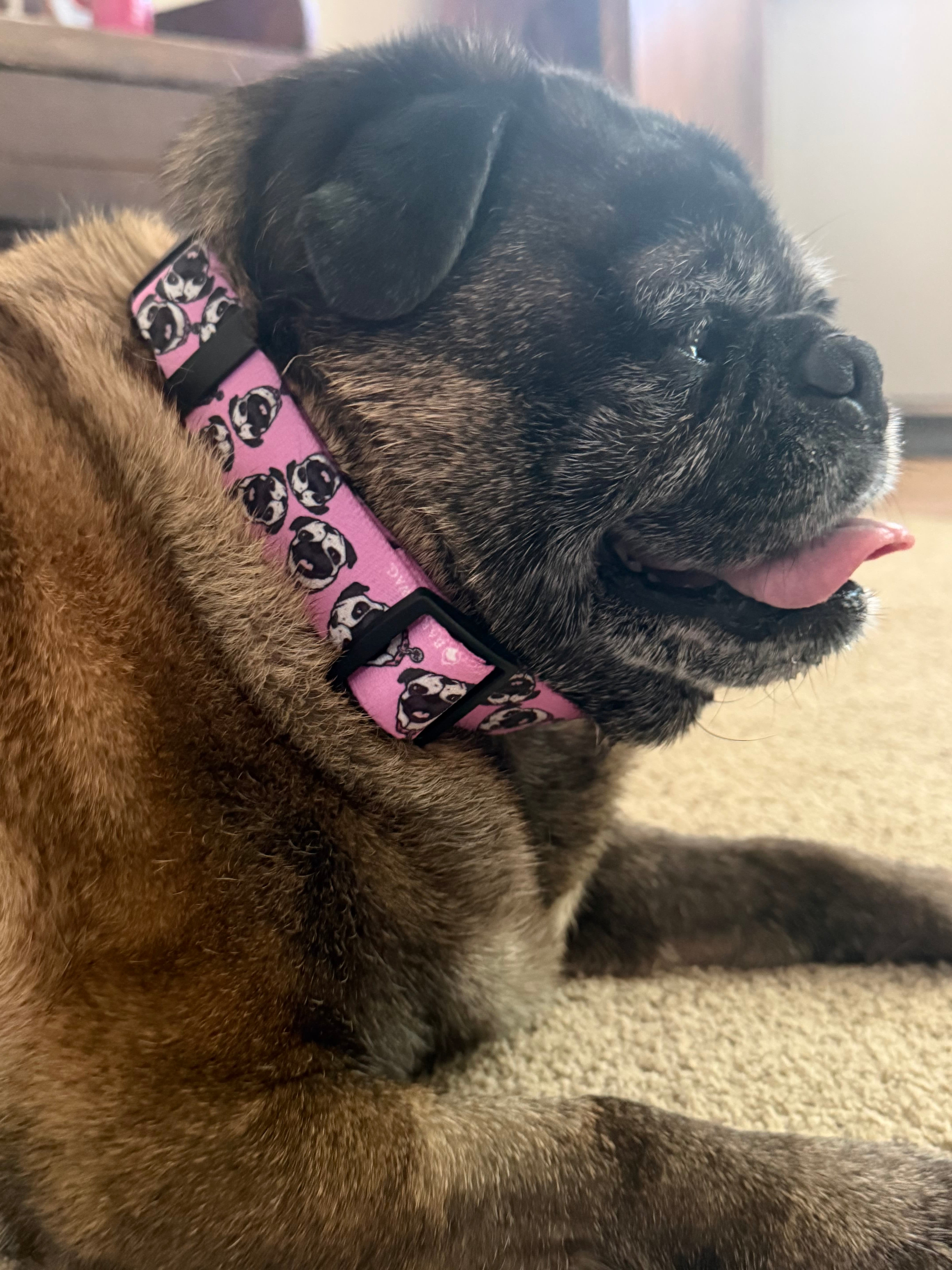 Chuck the Pug Pink Collar