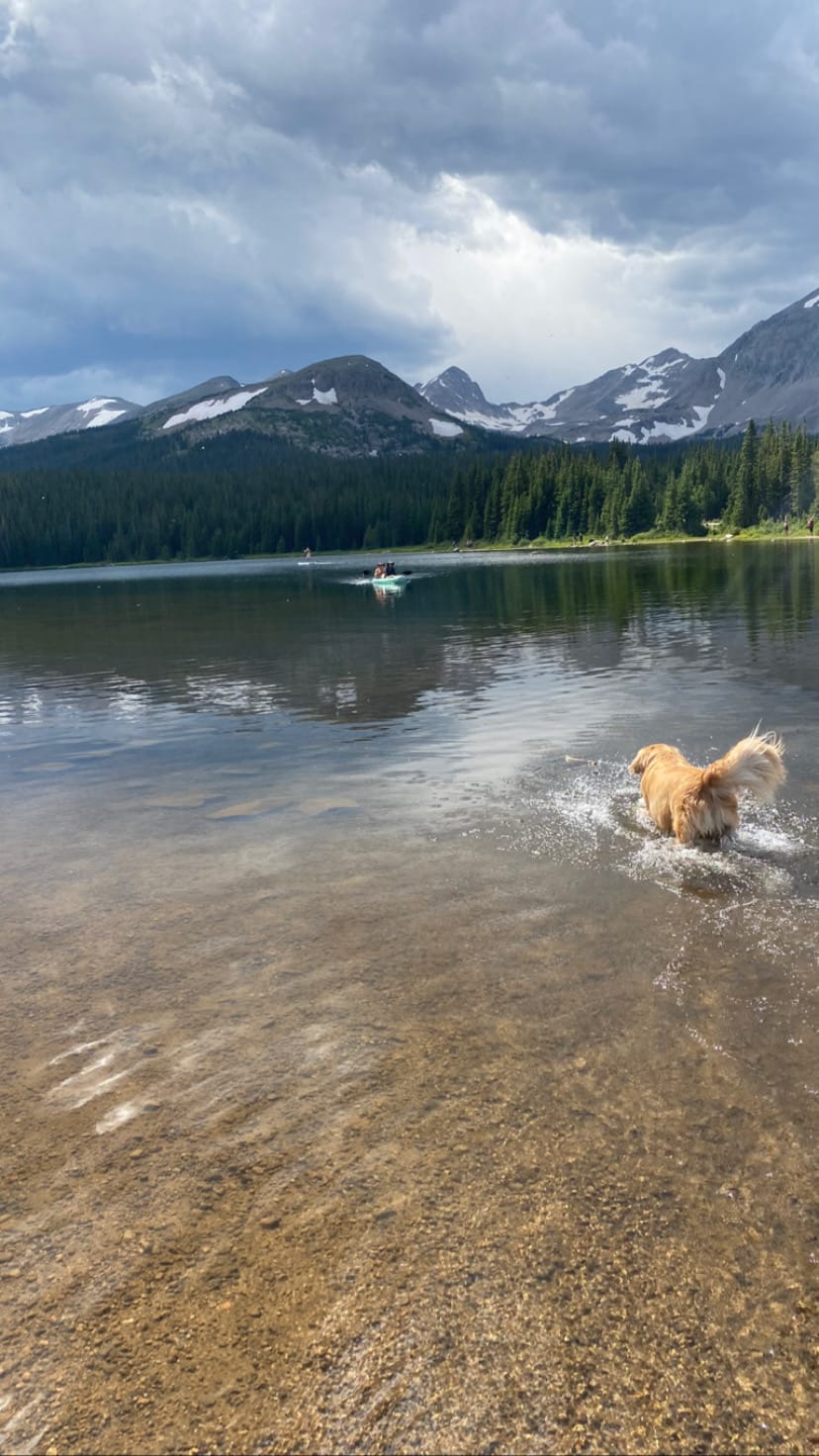 Take a Hike Dog Leash