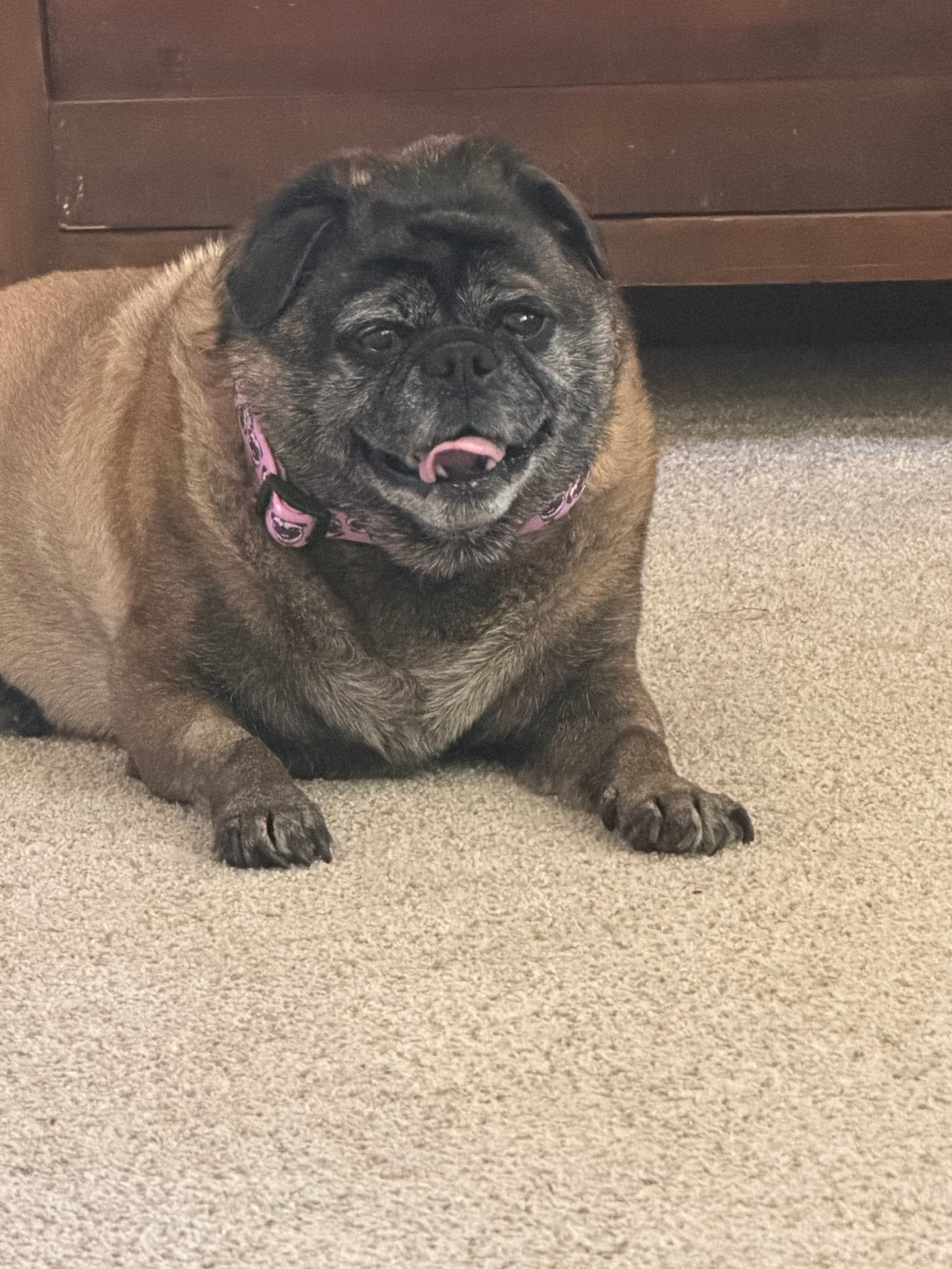 Chuck the Pug Pink Collar