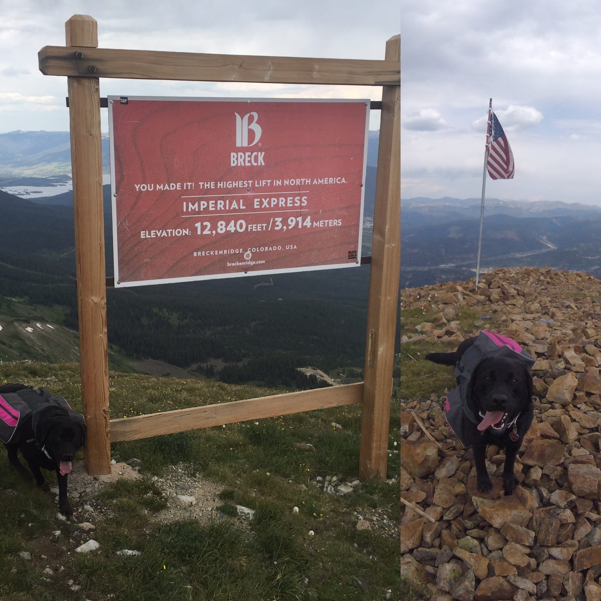 Mountain Dog Pink Collar
