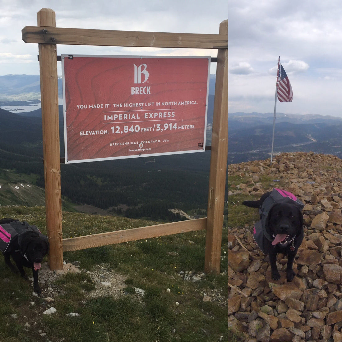 Mountain Dog Pink Collar