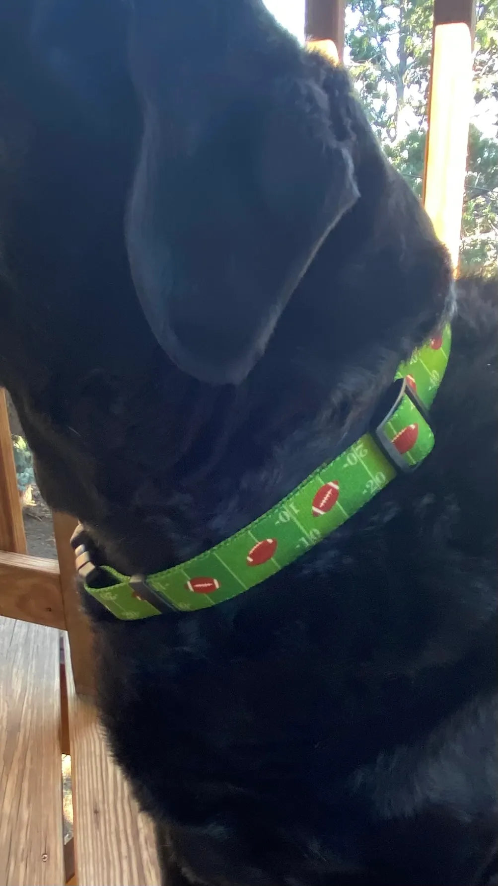 Touchdown Dog Football Collar image 1